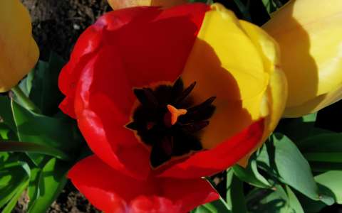 tulipán