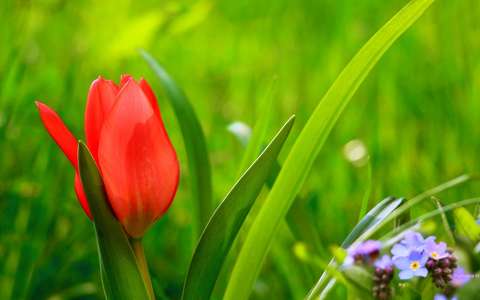 címlapfotó nefelejcs tavaszi virág tulipán