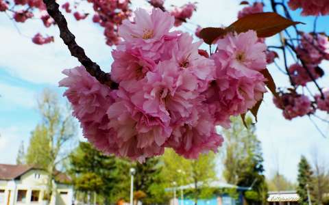 Alsóörs, Japán cseresznyfa virágzás.