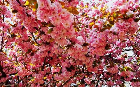 Alsóörs, Japán cseresznyfa virágzás.