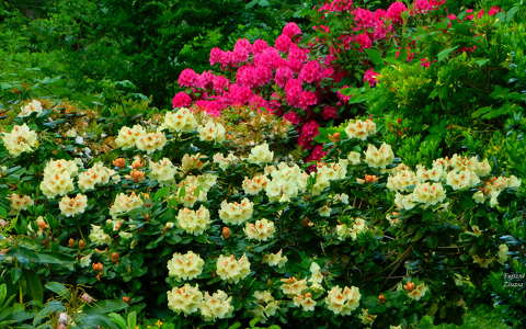 Virágzik a rododendron a Kámoni Arborétum és Ökoturisztikai Központban - Szombathely
