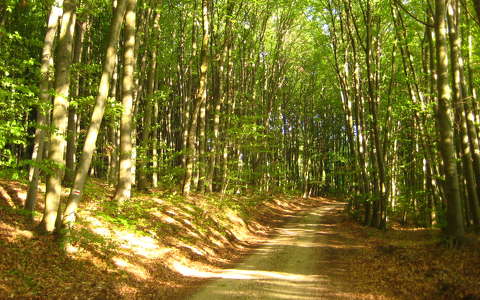 erdő tavasz út