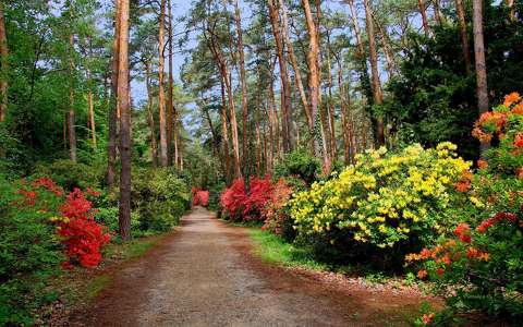Rododendronok, Vas megye