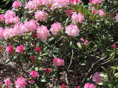 Rhododendron