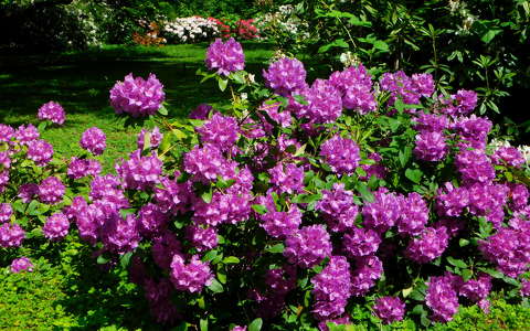 Rhododendron - Szombathely