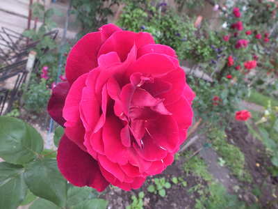 Rózsa. Fotó Csonki