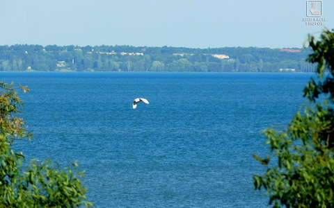 balaton