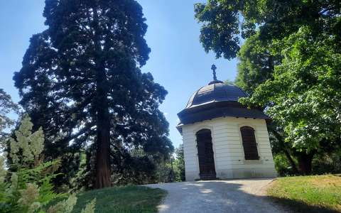 Gödöllői Királyi KastélyKirálydombi Pavilon, mamutfenyővel