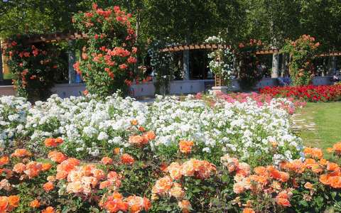 címlapfotó kertek és parkok nyár rózsa