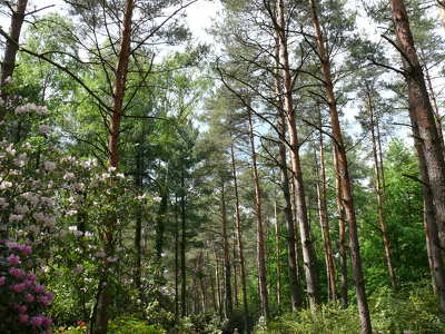 Jeli arborétum