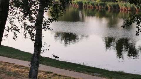 Sétáló gólya a Holt Tisza parton Szajolnál.
