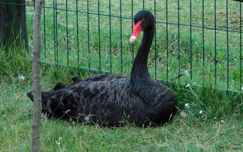 Fekete hattyú a Bella állatparkban - Siófok