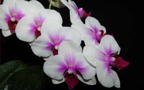 Eső áztatta orchidea
