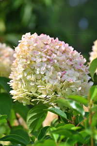 Hortenzia
