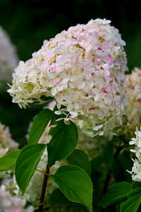 Hortenzia