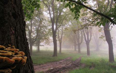 címlapfotó köd ősz