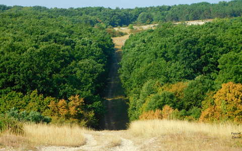Erdőrészlet