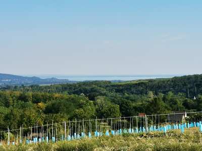 Balaton látkép fiatal szőlő tőkékkel