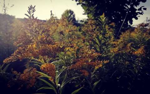 Kanadai aranyvessző (Solidago canadensis )
