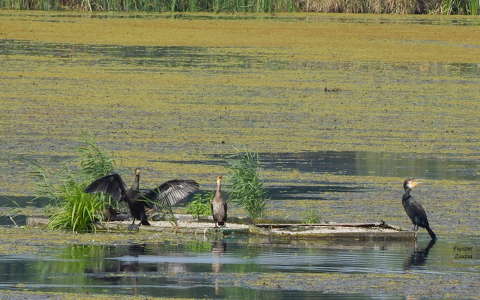 Tisza-tavi Ökocentrumban - Poroszló