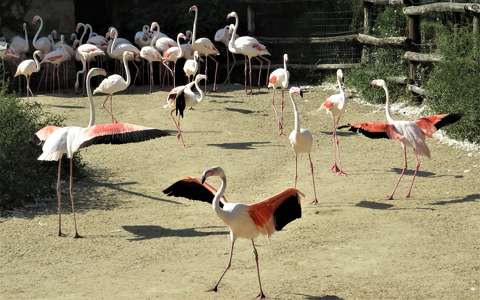 flamingó madár vizimadár