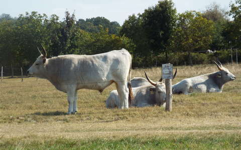 Szürke marhák Tihanyban