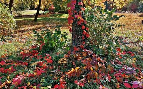 címlapfotó gomba színes ősz