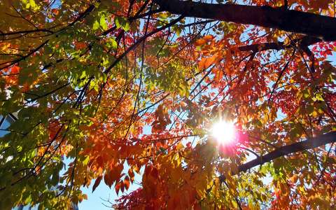 címlapfotó fa fény ősz