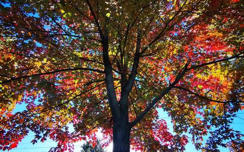 címlapfotó fa színes ősz