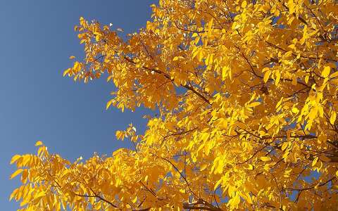 címlapfotó fa színes ősz