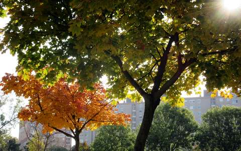 címlapfotó fa fény ősz