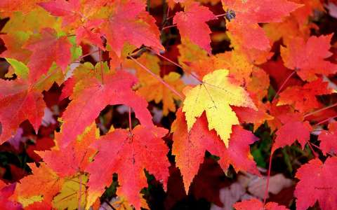 címlapfotó levél színes ősz