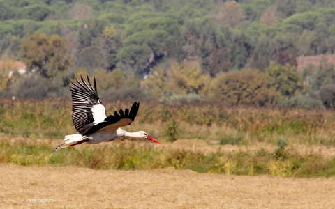 stork flight