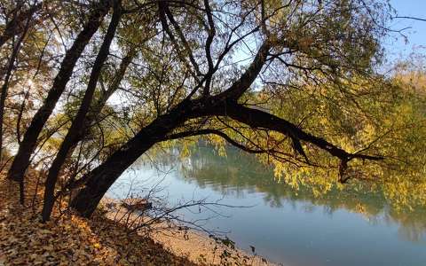 címlapfotó fa folyó ősz