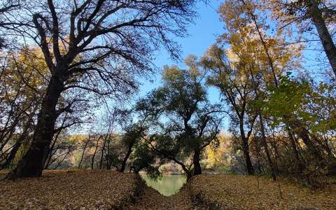 Tisza