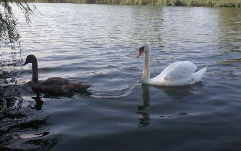Tisza tó,hattyú