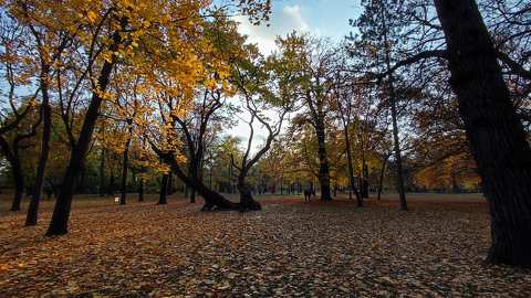 Margit sziget