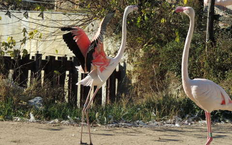 Flamingók kakaskodása