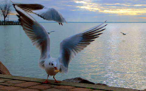 Sirályok közt, Balatonalmádi