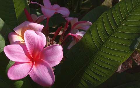 címlapfotó pluméria trópusi virág