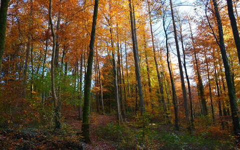 címlapfotó erdő ősz