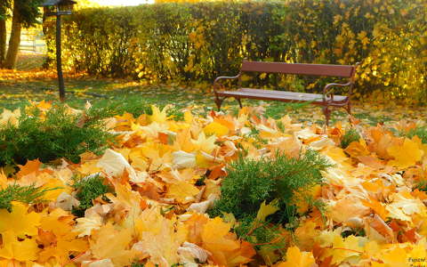 Csendélet, ősz, levél, pad
