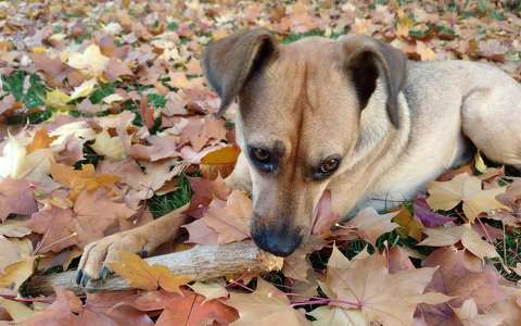 kutya levél ősz