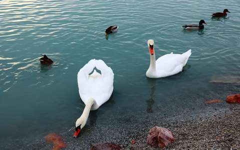 balaton hattyú kacsa tó
