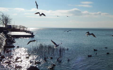 Sirályok közt - Balatonalmádi