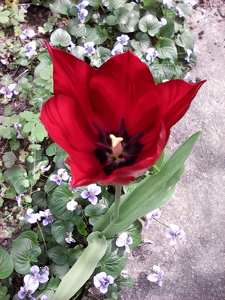 tulipán, ibolya, piros, lila, kert