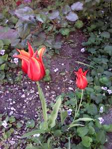 tulipán, piros, kert