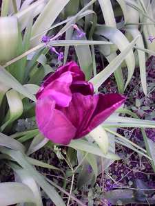 tulipán, lila, kert