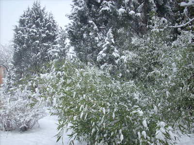 Tél,hó,bambusz