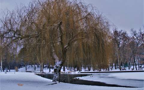 címlapfotó fa kertek és parkok tél